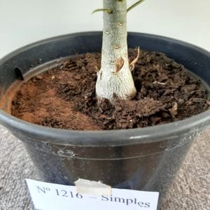 Planta Simples 1216 – 25cm – 01 ano