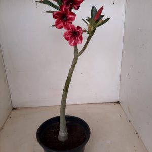 Planta Simples 1226 – 30cm – 01 ano
