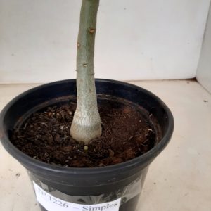 Planta Simples 1226 – 30cm – 01 ano