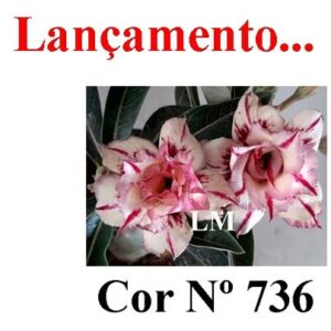 ENXERTO COR LM 736