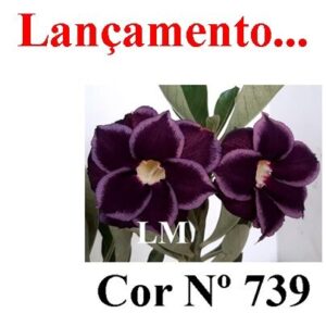 ENXERTO COR LM 739
