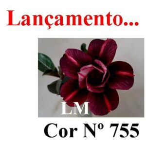 ENXERTO 6583 – 20cm (cor 755)
