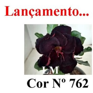 ENXERTO COR LM 762