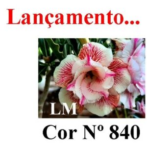 ENXERTO 6575 – 20cm (cor LM 840)