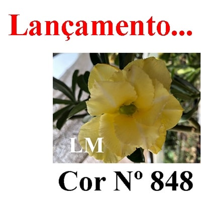 ENXERTO COR LM 848