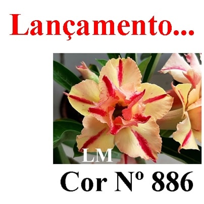 ENXERTO COR LM 886