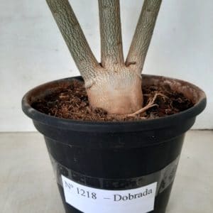 Planta Dobrada 1218 – 45cm – 03 anos