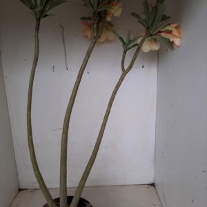 Planta Dobrada 1218 – 45cm – 03 anos