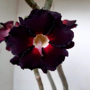 Planta Dobrada 1220 – 30cm – 03 anos