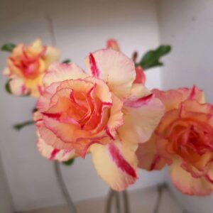 Planta Dobrada 1222 – 40cm – 03 anos