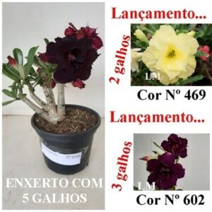 ENXERTO 6195 – 20cm  (cor LM 469 e LM 602)