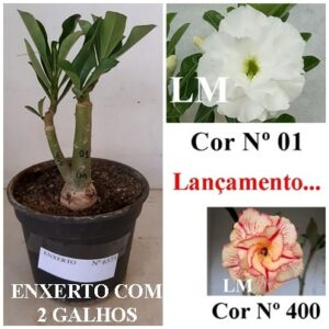 ENXERTO 6573 – 20cm (cor LM 01 e LM 400)