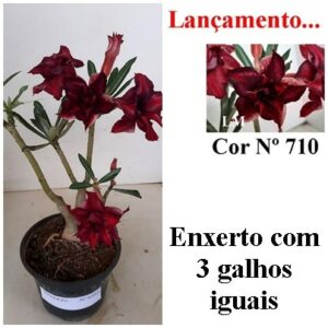 ENXERTO 6593 – 25cm (cor LM 710)