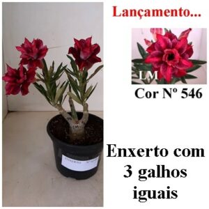 ENXERTO 6599 – 22cm (cor LM 546)