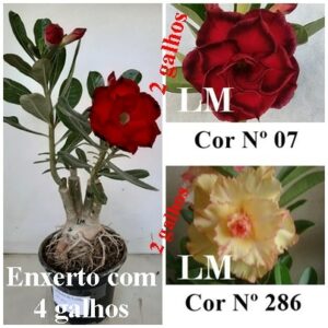 LEILÃO Nº 451