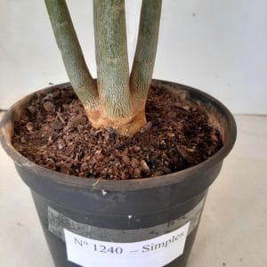 Planta Simples 1240 – 50cm – 03 anos