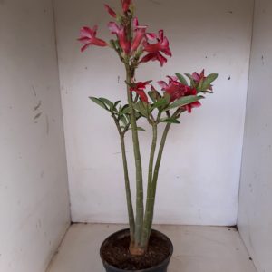 Planta Simples 1240 – 50cm – 03 anos
