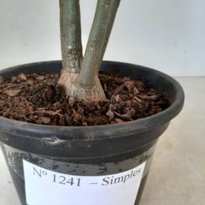 Planta Simples 1241 – 30cm – 02 anos