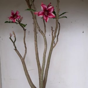 Planta Simples 1243 – 60cm – 04 anos