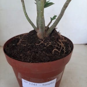 Planta Simples 1245 – 30cm – 02 anos