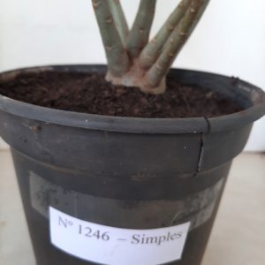 Planta Simples 1246 – 30cm – 02 anos