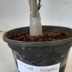 Planta Simples 1248 – 25cm – 02 anos