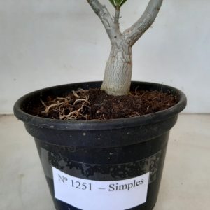 Planta Simples 1251 – 25cm – 02 anos