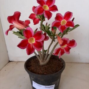 Planta Simples 1253 – 25cm – 01 ano
