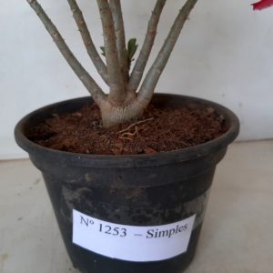 Planta Simples 1253 – 25cm – 01 ano