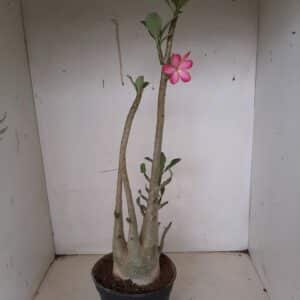 Planta ARABICUM 120 – 50cm – 04 anos