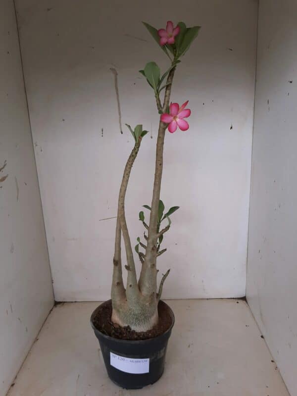 Planta ARABICUM 120 – 50cm – 04 anos