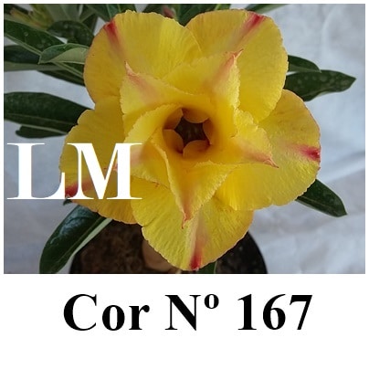 ENXERTO 6735 – 20cm (cor LM 167)