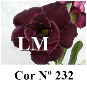 Enxerto 6674 - 20cm (cor LM 232)