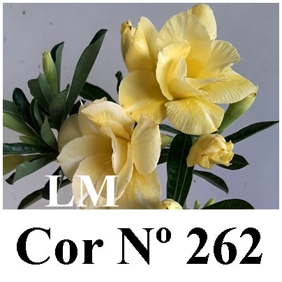 Enxerto 6652 - 22cm (cor LM 262)