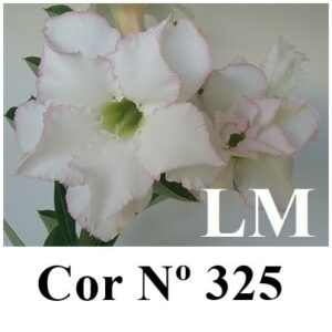 ENXERTO 6779 – 25cm (cor LM 325)