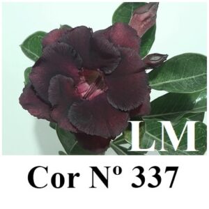 Enxerto 6677 - 20cm (cor LM 337)