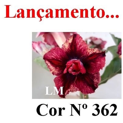ENXERTO COR LM 362