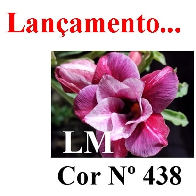ENXERTO COR LM 438