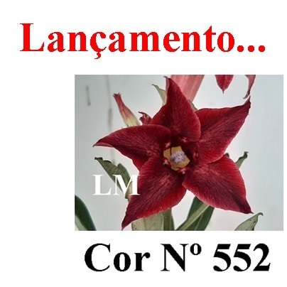 ENXERTO COR LM 552