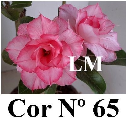 ENXERTO 6751 – 20cm (cor LM 65)