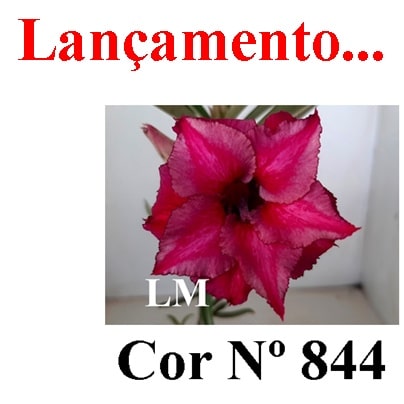 ENXERTO 7019 – 20cm (cor LM 844)