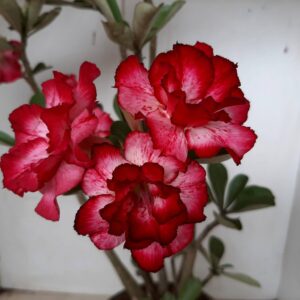 Planta Dobrada 1227 – 40cm – 03 anos