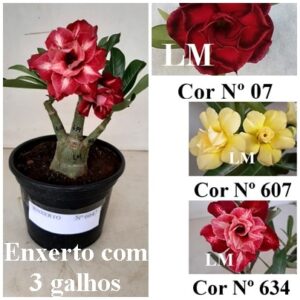 ENXERTO 6647 – 20cm (cor LM 07, LM 607 e LM 634)