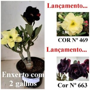 Enxerto 6649 - 22cm (cor LM 469 e LM 663)