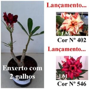 Enxerto 6681 - 20cm (cor LM 402 e LM 546)
