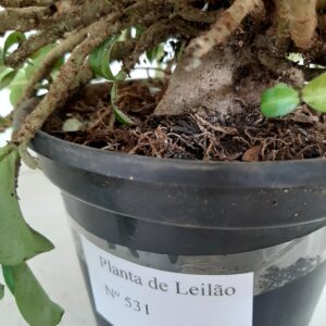 LEILÃO Nº 531 “PLANTA da variedade MINI Branca – de semente”