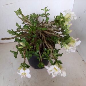 LEILÃO Nº 531 “PLANTA da variedade MINI Branca – de semente”