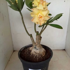 LEILÃO Nº 538