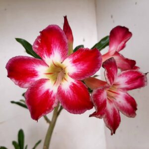 Planta Simples 1256 – 35cm – 02 anos
