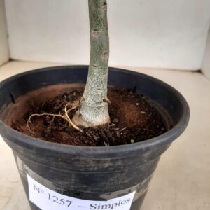 Planta Simples 1257 – 30cm – 01 ano